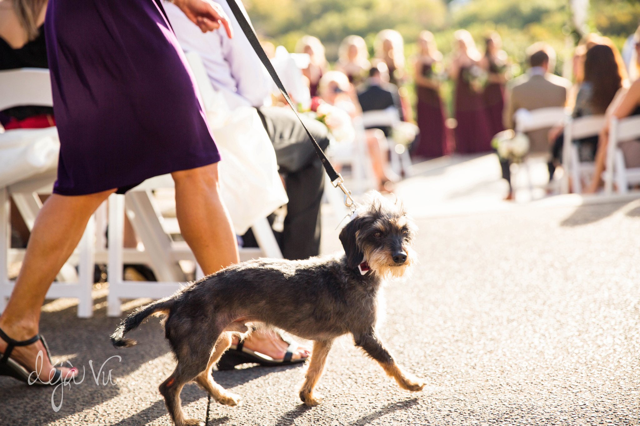 Shadow Glen Country Club Wedding | Ringbearer puppy | Images by: www.feliciathephotographer.com