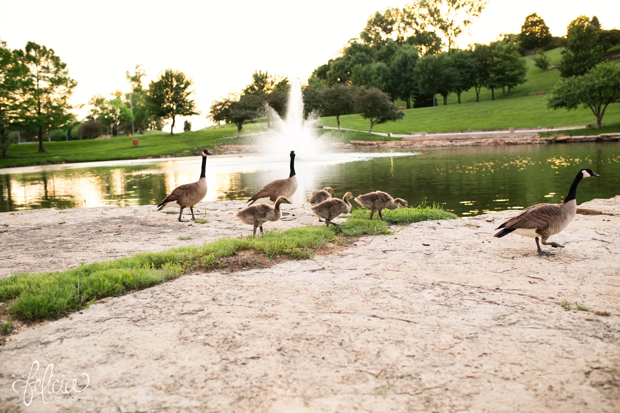 Classic Engagement Photos | Kansas City | Felicia the Photographer 