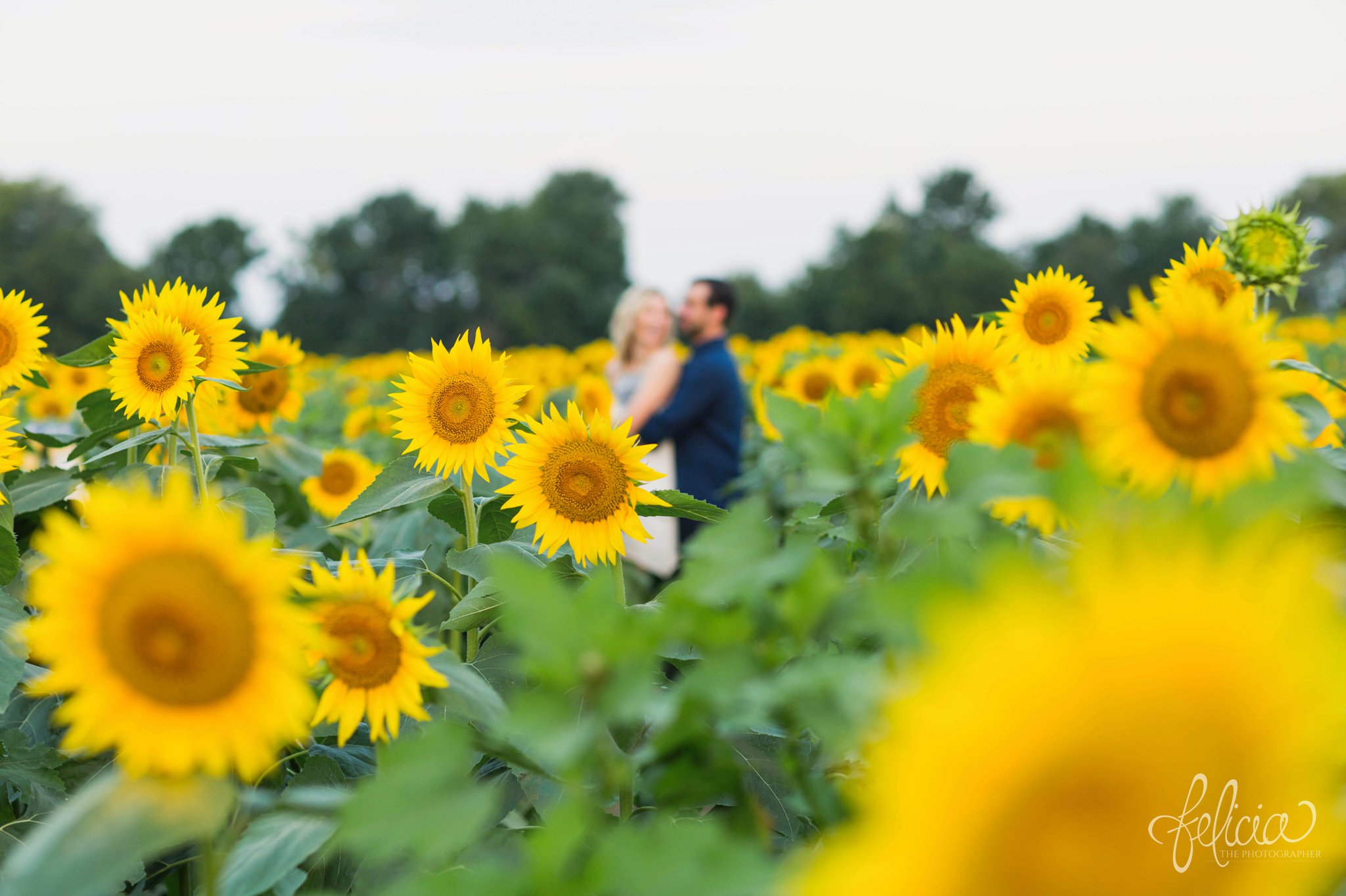 Sunrise Engagement Photos | Felicia The Photographer | Sunflower field | Flowers