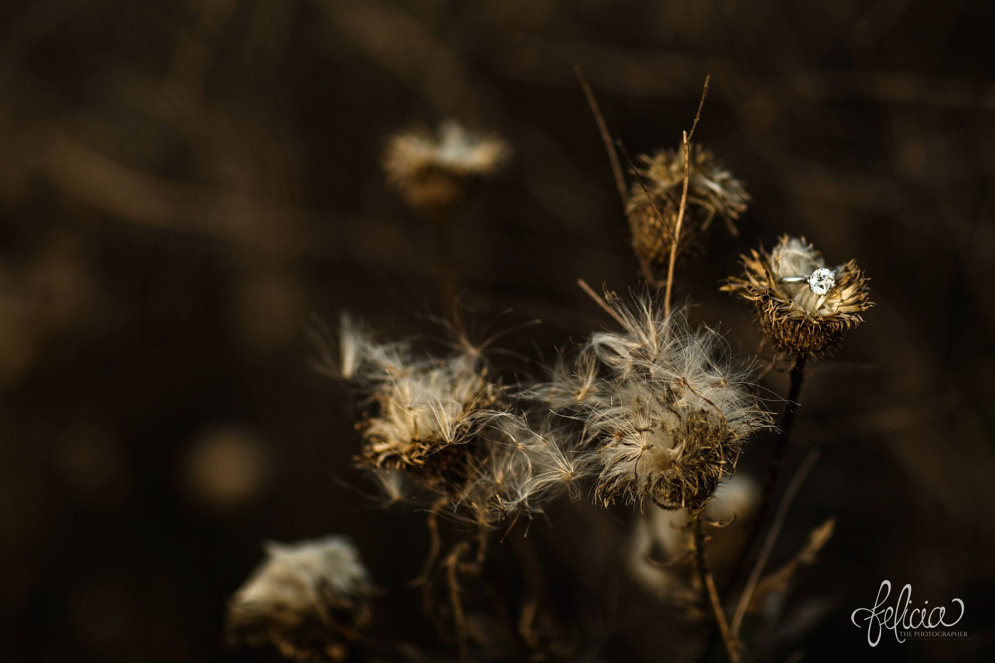 engagement pictures | engagement photos | nature | golden hour | sunset | sunset photography | fall | autumn | burgundy | dandelion 